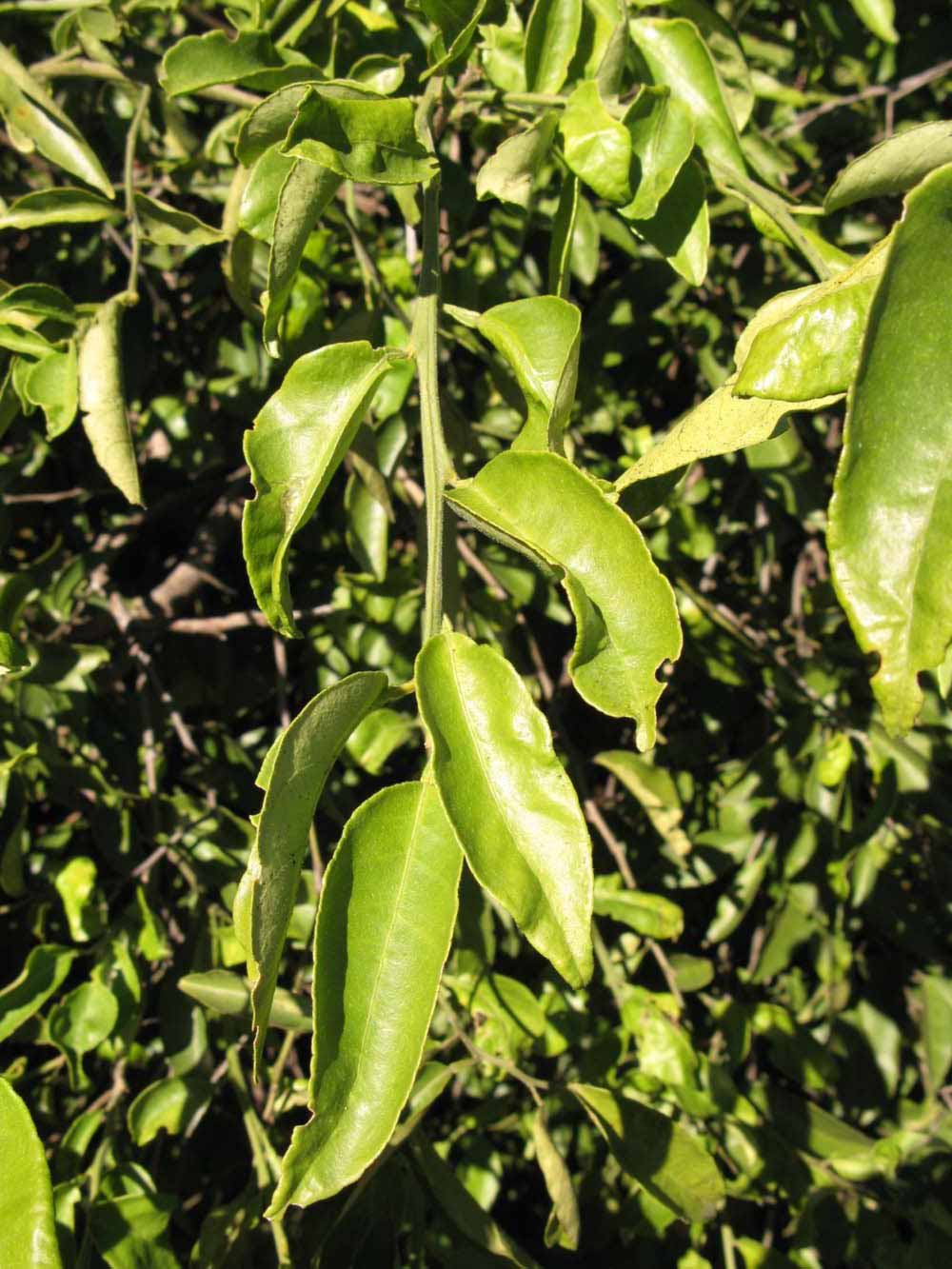            Sun leaves (Winter Haven, FL)   